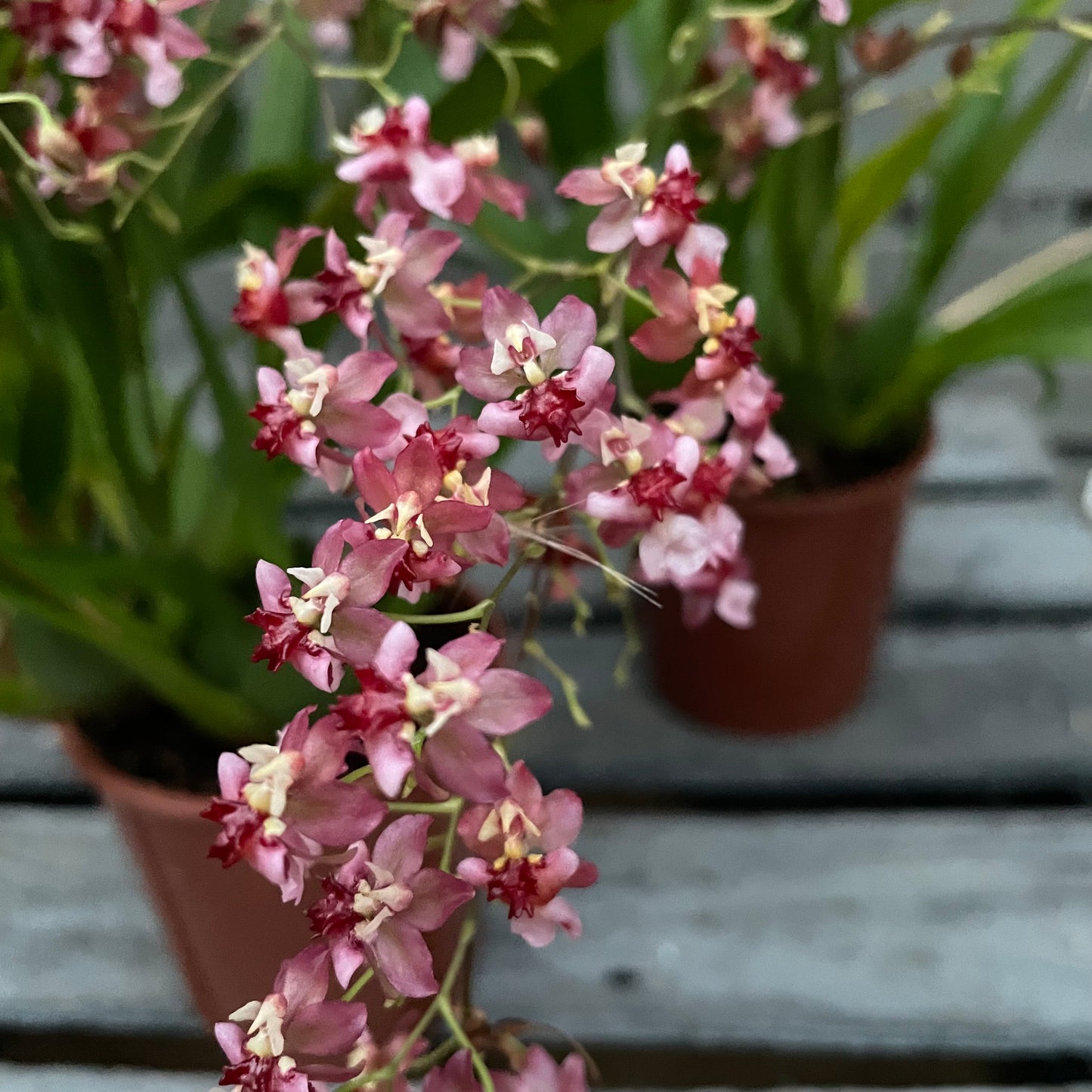 Duftorchidee Oncidium twinkle 'Rubina', 3er Set