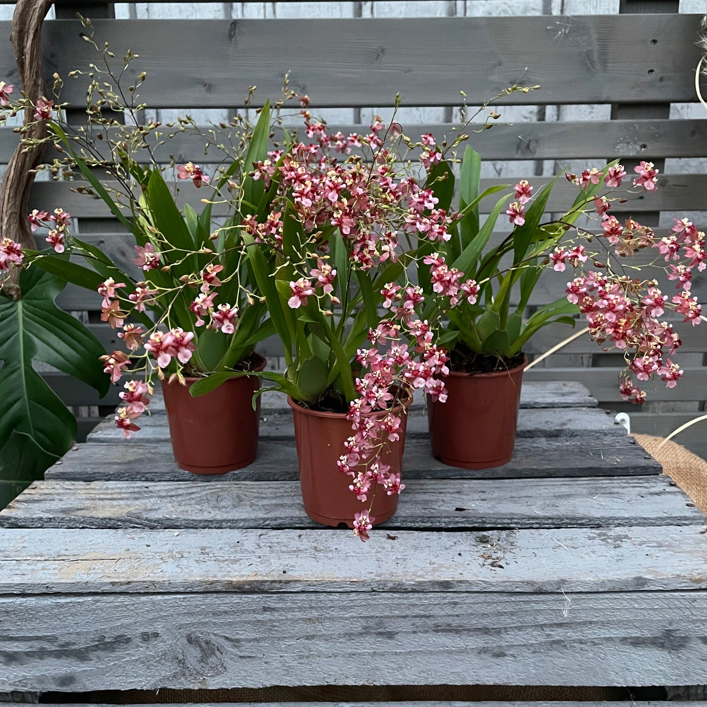 Duftorchidee Oncidium twinkle 'Rubina', 3er Set