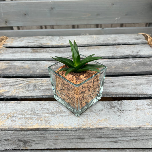 CORKIO - Your plastic-free plant in a cork pot 