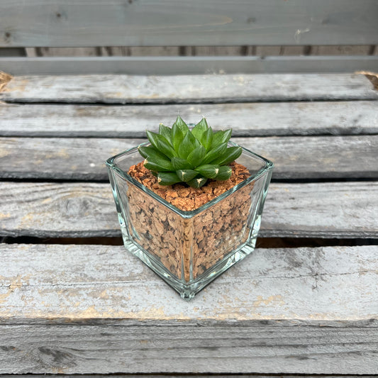 CORKIO - Your plastic-free plant in a cork pot 