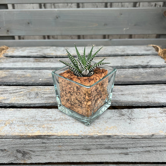 CORKIO - Your plastic-free plant in a cork pot 