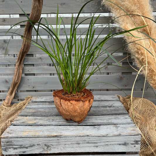 Maxillaria in einer Kokosschale