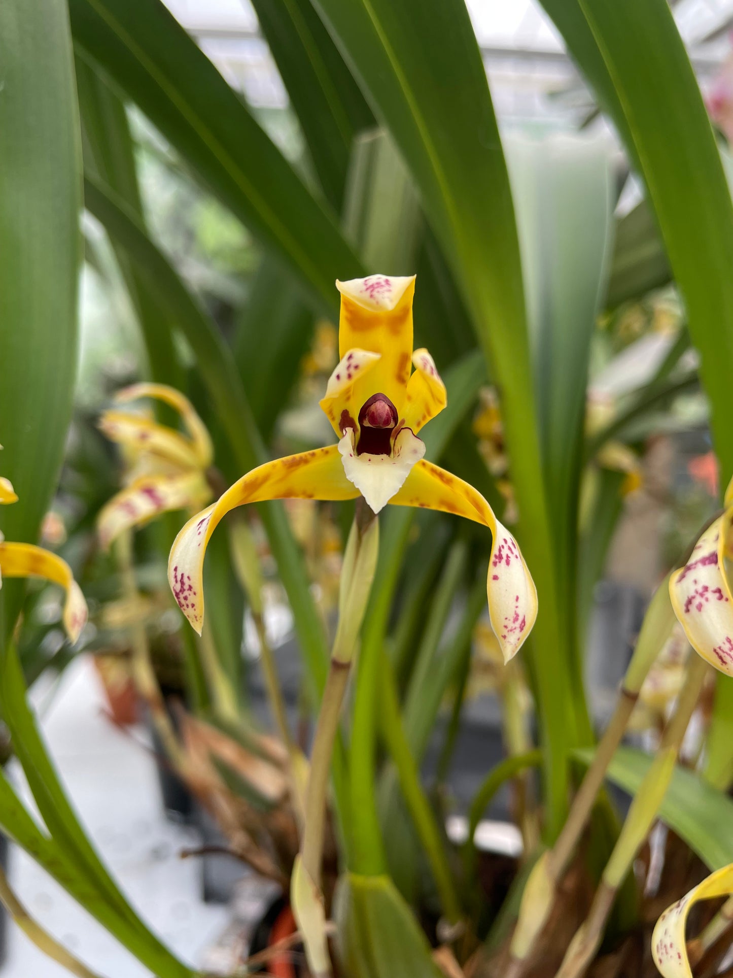 Duftorchidee Maxillaria picta