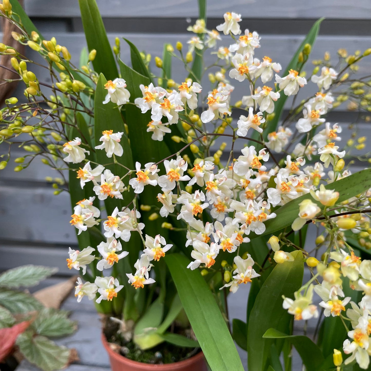 Duftorchidee Oncidium twinkle 'Jasmin', 3er Set