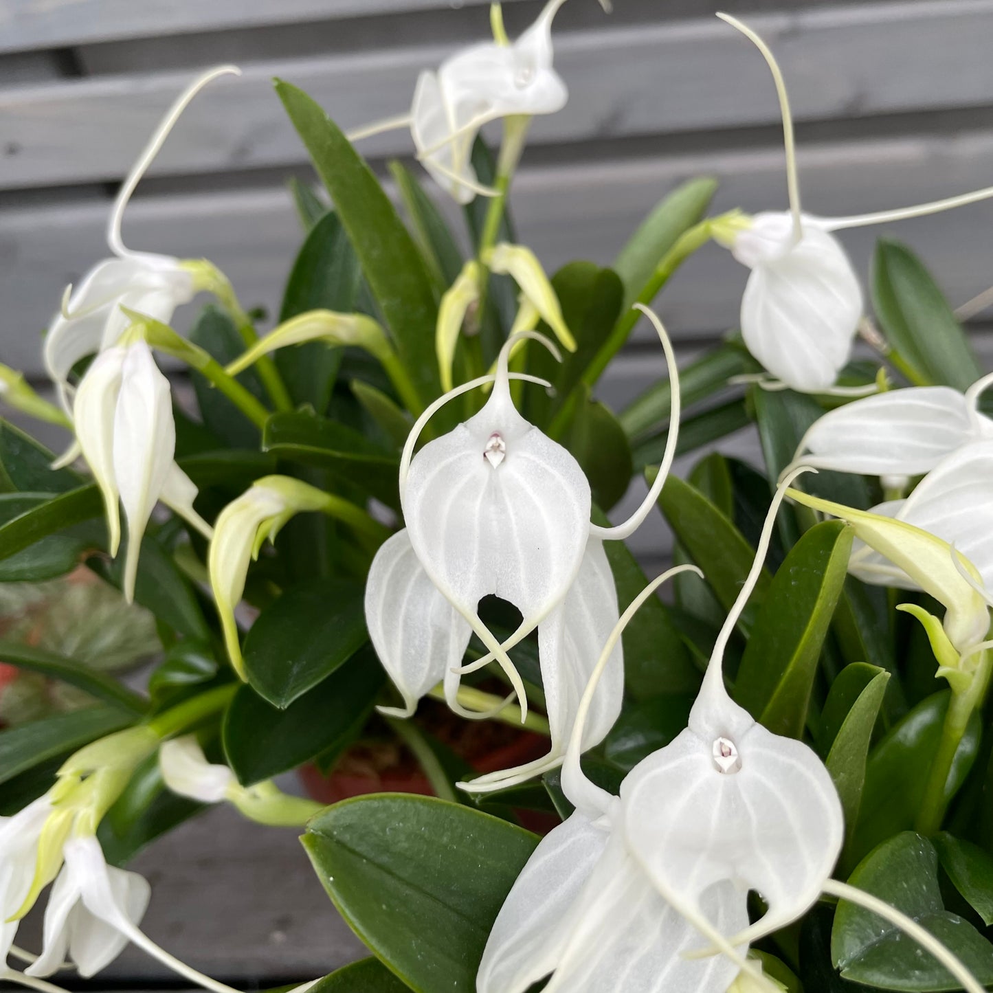 Winterorchidee Masdevallia tovarensis, 3er Set, 9cm Topf