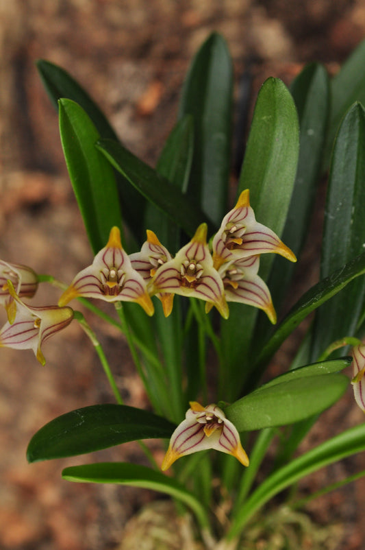 Cocoon Orchid - Masdevallia striatella